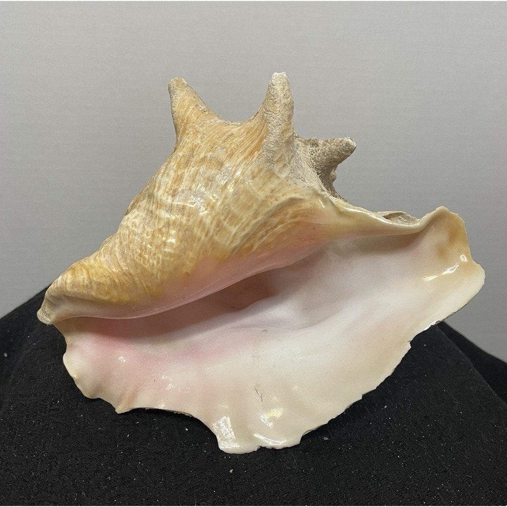 Vintage Natural Large Pink Queen Conch Sea Shell Nautical Ocean Beach Home Decor
